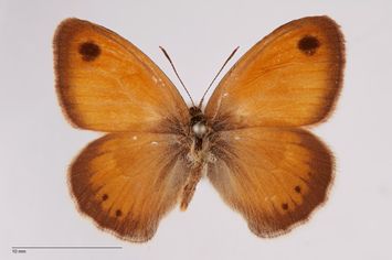Vorschaubild Coenonympha pamphilus galvangnii Stauder, 1923